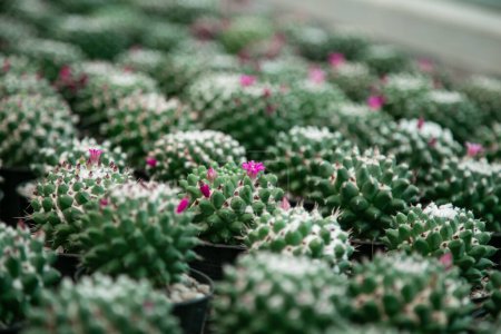 a cactus flower bloom in greengarden