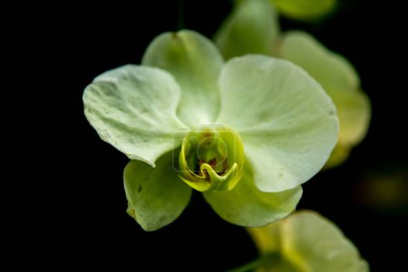 orchit flower in normal light 