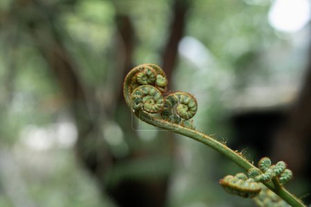 a close up young fern shoots in daylight