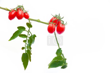 Photo for Branch of Fresh Cherry Tomatoes Isolated on White - Royalty Free Image