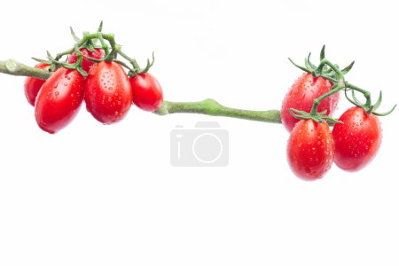 Photo for Two Branches of Hanging Cherry Tomatoes, Frontal View on White Background - Royalty Free Image