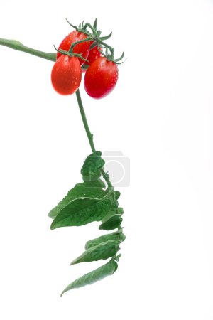Photo for Cluster of Tomatoes with Leaves on a White Background - Royalty Free Image