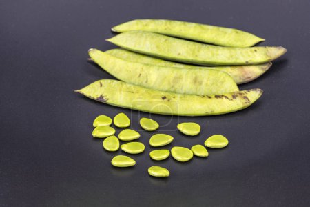 Schoten und Samen von Caesalpinna pulcherrima (L.) Sw. auf schwarzem Hintergrund