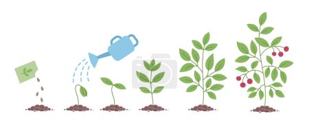 Illustration for Young plant life process illustration. - Royalty Free Image