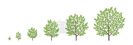 Illustration for Tree growth stages. Vector illustration. Ripening period progression. Tree life cycle animation plant seedling phases. - Royalty Free Image