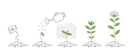 Illustration for Young flower plant life process infographic illustration. - Royalty Free Image