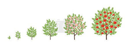 Illustration for Ripening period progression. Animation plant seedling. - Royalty Free Image