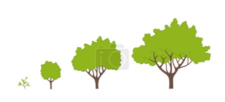Illustration for Tree growth stages. Vector illustration. Ripening period progression. Tree life cycle animation plant seedling infographic phases. - Royalty Free Image