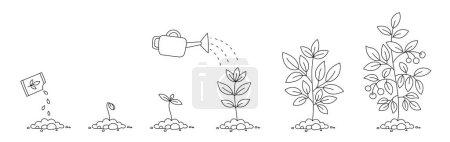 Illustration for Open paths. Editable stroke. Custom thickness. Young plant life process. - Royalty Free Image