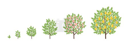Illustration for Ripening period progression. Animation tree plant seedling. - Royalty Free Image