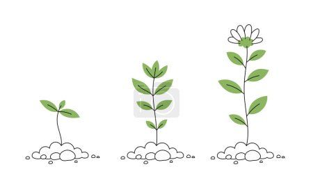 Illustration for Young flower plant life process infographic illustration. - Royalty Free Image