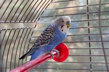 Téléchargez les photos : Perroquet bleu en cage à l'intérieur. Animaux - en image libre de droit