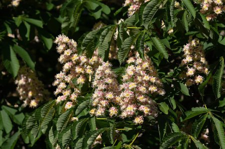 Chestnut tree blossom. Large spring inflorescence. White flower and green leaves