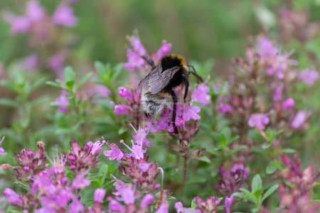Bumblebee dusts purple flowers in spring. Nature