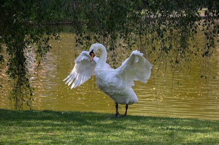 Beautiful white swan splashing its elegant large wings on the calm water. Animal