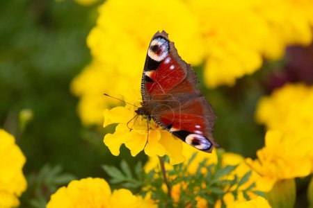 Oeil de paon papillon sur une fleur jaune. Insectes