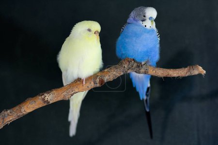 Blue budgerigar and yellow budgerigar (melopsittacus undulatus) sitting on a branch on a black background. Pets