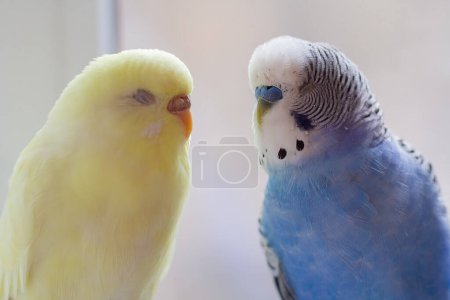 Blue and yellow budgie and bird close-up. Bird