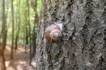 Brown snail living on a tree in summer. Nature