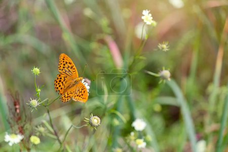 Schöner orangefarbener Schmetterling (Brenthis daphne) auf dem Rasen an einem sonnigen Sommertag. Natur