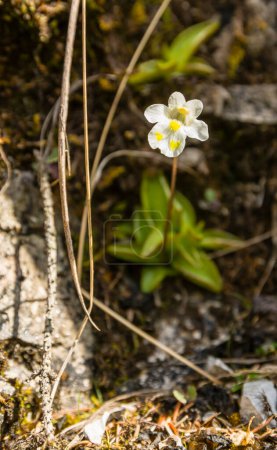 Téléchargez les photos : Fleur - Pinguicula alpina L., également connu sous le nom de butterwort alpin, est une espèce de plante carnivore indigène. Une plante dans le milieu naturel. - en image libre de droit
