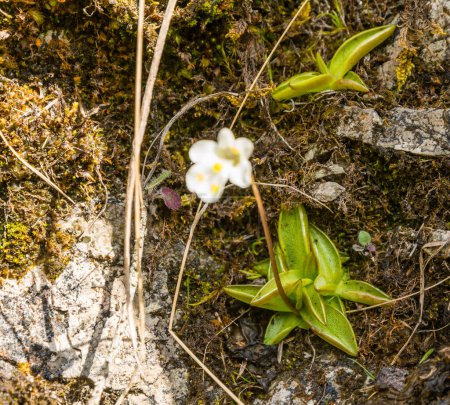 Téléchargez les photos : La rosette à feuilles - Pinguicula alpina L., également connue sous le nom de butterwort alpin, est une espèce de plante carnivore indigène. Une plante dans le milieu naturel. - en image libre de droit