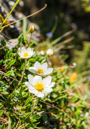 Téléchargez les photos : Plante vivace - Dryas octopetala L. (Huitpétales de montagne). Une plante à fleurs dans le milieu naturel. - en image libre de droit