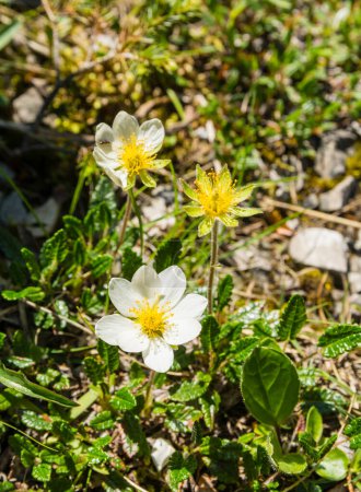 Foto de Subarbusto - Dryas octopetala L. (Mountain Avens, White Dryad). Una planta con flores en el entorno natural. - Imagen libre de derechos