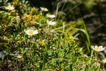 Téléchargez les photos : Arctic-alpine - Dryas octopetala L. (Eightpetal Mountain-Avens, White Dryas). Une plante à fleurs dans le milieu naturel. - en image libre de droit