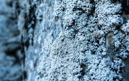 Téléchargez les photos : Lichen thalle squamulose avec apothécie développée Squamarina lamarckii (DC.) Éperlan sur roche calcaire. - en image libre de droit