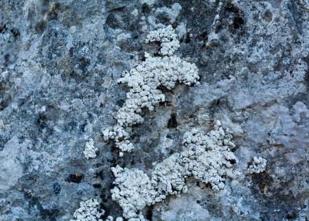 Téléchargez les photos : Un groupe de lichens poussant sur une roche calcaire avec l'espèce dominante Squamarina lamarckii (DC.) Éperlan. - en image libre de droit