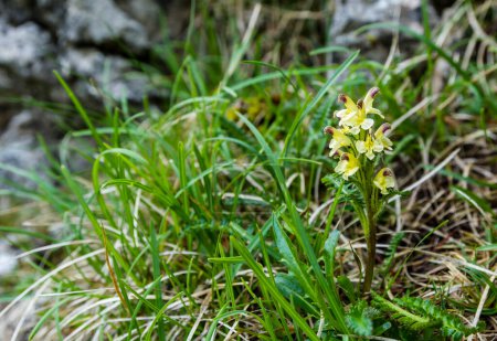Téléchargez les photos : Fleur - Pedicularis oederi Vahl. est une espèce de plante de la famille des Orobanchaceae. Une plante à fleurs dans le milieu naturel. - en image libre de droit