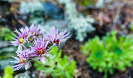 Téléchargez les photos : Gros plan sur les détails des fleurs Sempervivum montanum L. Plante appartenant à la famille des Crassulaceae. - en image libre de droit