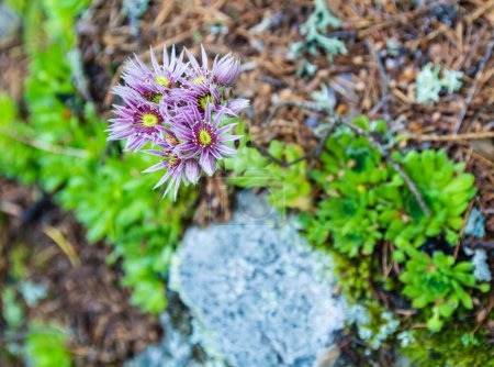 Téléchargez les photos : Vue de dessus des fleurs de la plante Sempervivum montanum L. Plante poussant dans le milieu naturel. - en image libre de droit
