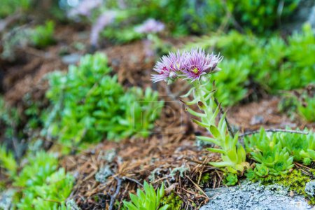 Téléchargez les photos : Port de la plante - Sempervivum montanum L. Plante poussant dans un environnement naturel sur un substrat de granit. - en image libre de droit