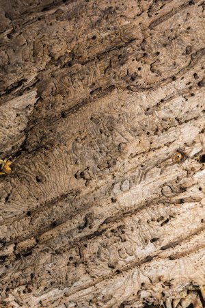 Téléchargez les photos : Modèle naturel à l'intérieur de l'écorce avec des traces de coléoptère de l'écorce se nourrissant. - en image libre de droit