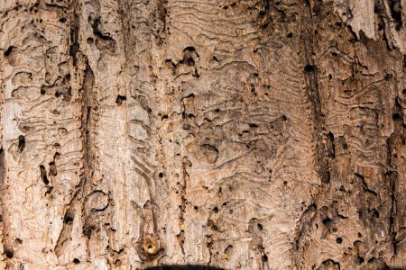 Téléchargez les photos : Texture naturelle, c'est à dire la face interne de l'écorce d'un arbre avec des traces du scolyte, une espèce nuisible aux arbres de la forêt. - en image libre de droit