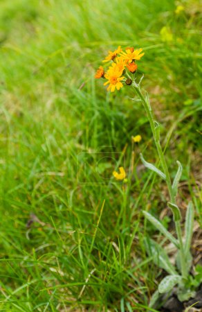 Téléchargez les photos : Tephroseris integrifolia en fleurs - Une espèce de plante de la famille des Asteraceae. - en image libre de droit