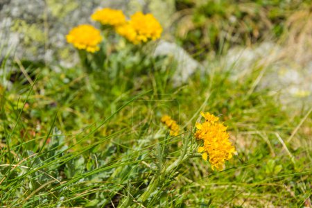 Téléchargez les photos : Jacobaea incana subsp. carniolica (Senecio carniolicus) - Plante alpine à fleurs jaunes de la famille des Asteraceae. - en image libre de droit