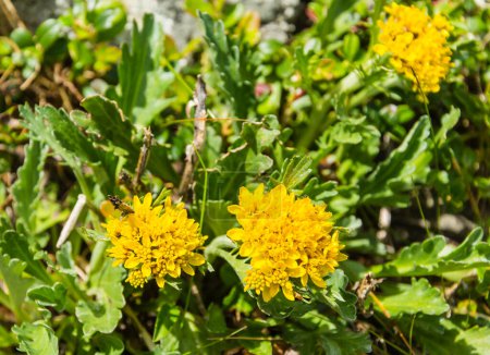 Téléchargez les photos : Vue du dessus d'une fleur jaune Jacobaea incana subsp. carniolica (Senecio carniolicus) est une plante alpine typique de la famille des Asteraceae. - en image libre de droit