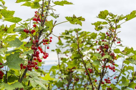 Téléchargez les photos : Fruits rouges mûrs de la brousse de petraeum Ribes dans l'environnement naturel. Avec d'autres espèces, il forme le complexe végétal Pineto mugo carpaticum. - en image libre de droit