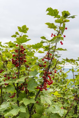 Téléchargez les photos : Fruits rouges mûrs de Ribes petraeum encore sur le buisson dans la nature. - en image libre de droit