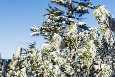 Téléchargez les photos : Aiguilles vertes d'un buisson (Pinus mugo subsp. mugo) recouvert de neige gelée. Vent d'hiver et givre. - en image libre de droit