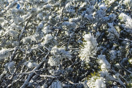 Téléchargez les photos : Neige gelée collant aux branches du buisson Pinus mugo subsp. mugo dans l'environnement naturel. - en image libre de droit
