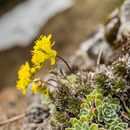 Téléchargez les photos : Draba aizoides L. est une espèce de plante de la famille des Brassicaceae. On le trouve sur les roches calcaires et les murs. - en image libre de droit