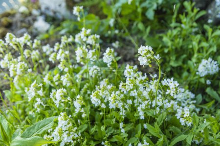 Téléchargez les photos : Arabis alpina L. (cresson alpin) est une plante à fleurs de la famille des Brassicaceae, que l'on trouve naturellement en montagne et que l'on cultive également dans les jardins de rocailles... - en image libre de droit