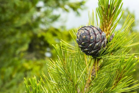 Close-up of a branch with a pine cone - Pinus cembra (Swiss pine, Swiss stone pine, Arolla pine, Austrian stone pine, stone pine) is a species of pine tree in the subgenus Strobus.