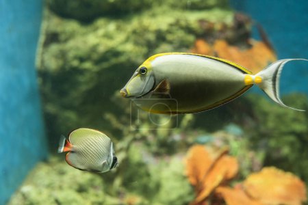 Foto de Two beautiful fish, big and small, happily swimming in the display tank. Behind them is an artificial coral reef. to make the fish happy - Imagen libre de derechos