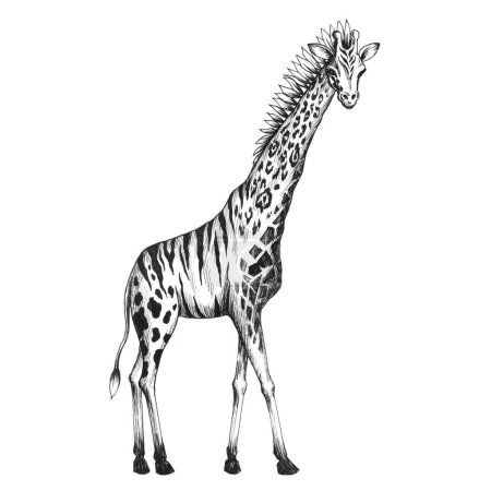 Foto de Hermosa ilustración clip arte con quimera jirafa animal. - Imagen libre de derechos