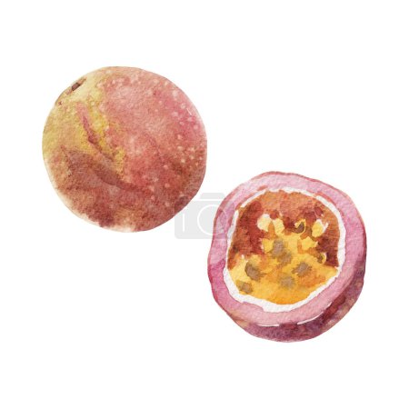 Foto de Hermosa ilustración clip arte con acuarela sabrosa fruta de la pasión. Comida vegana saludable. - Imagen libre de derechos